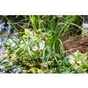 Heissner Oeverbeplantingsmat 50 x 1 m / 50 m² - 1 stuk