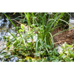 Heissner Oeverbeplantingsmat 50 x 1 m / 50 m² - 1 stuk