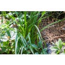 Heissner Oeverbeplantingsmat 50 x 1 m / 50 m² - 1 stuk