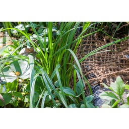 Heissner Oeverbeplantingsmat 50 x 1 m / 50 m² - 1 stuk