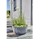 Heissner Zonne Watertuin Aquatopia - 46 x 46 x 21 cm